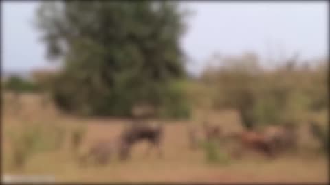 12 Times Hyenas Messed With The Wrong Animals.mp4#HyenaNeverWins #MessedWithTheWrongAnimal