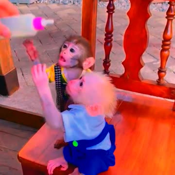 Adorable Monkeys, animal, monkey, pets, funny animals, cute monkey, baby monkey, lovely monkey #30