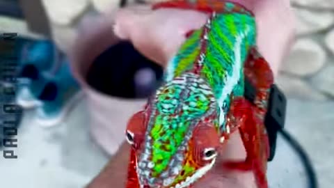 Rarely Seen Animals