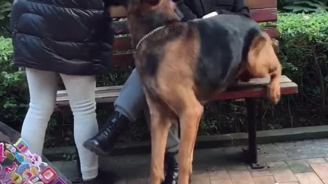 Protective doggy