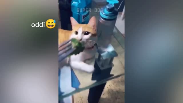 Cat's like this is not good waaah
