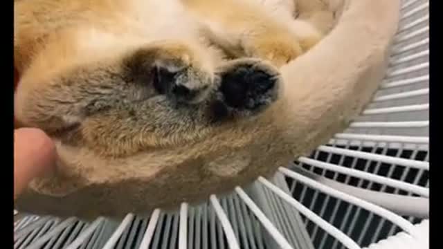 Furr Babies Satisfying video