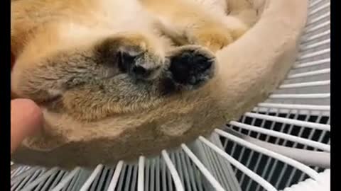 Furr Babies Satisfying video