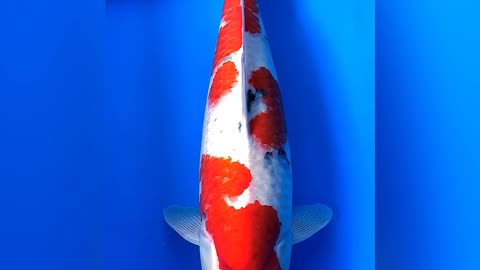 koi fish are really very beautiful