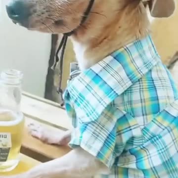 Funny kangaroo looks.