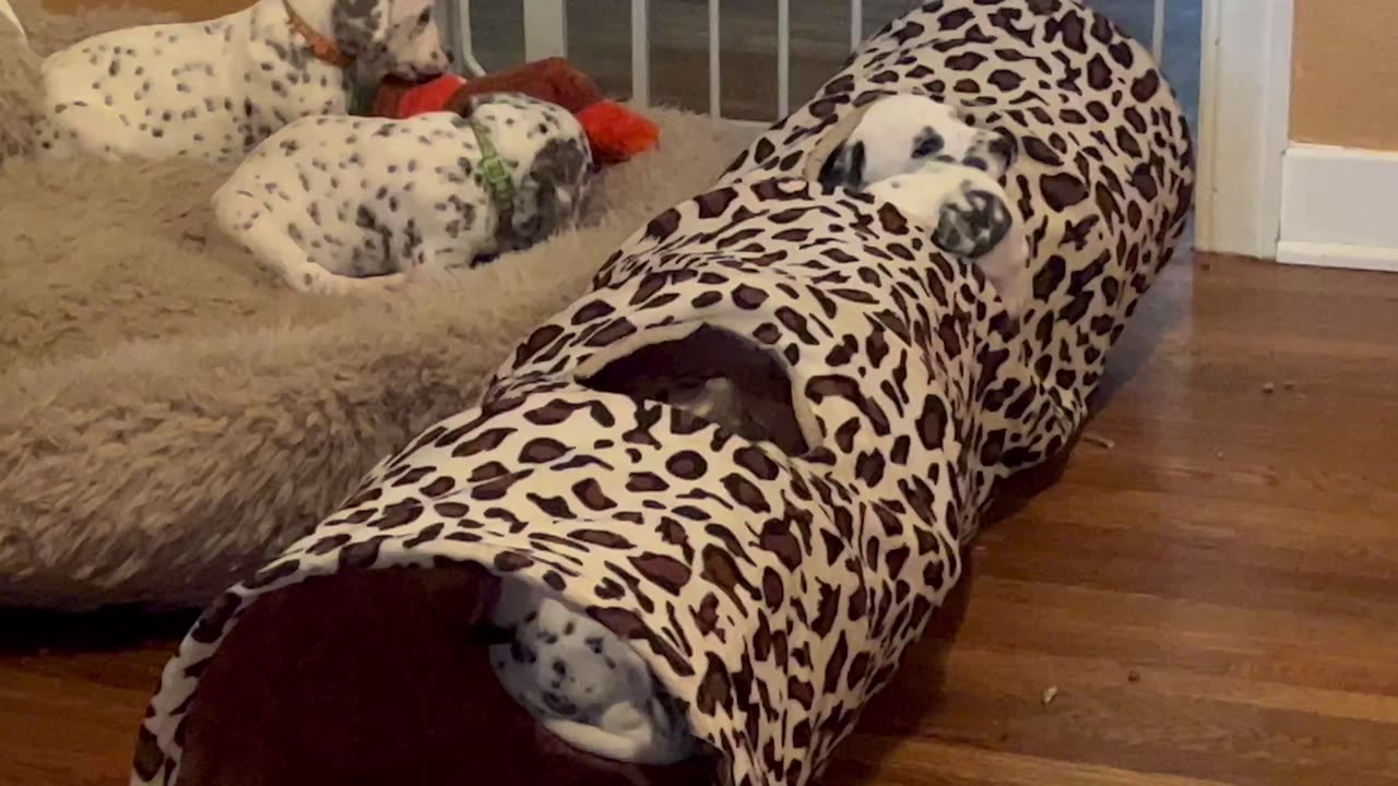 Dalmatian puppies fun in tunnel!