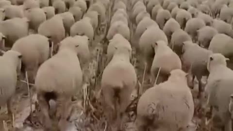 Sheep Go Marching 1 By 1 Hoorah Hoorah