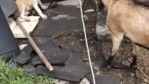 Fight Between Dog and Goat