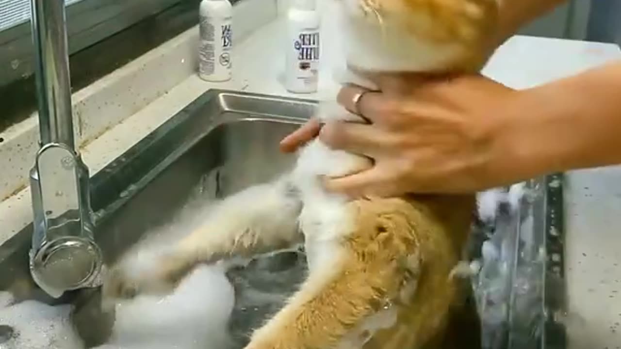 Cats taking a bath, to funny :))