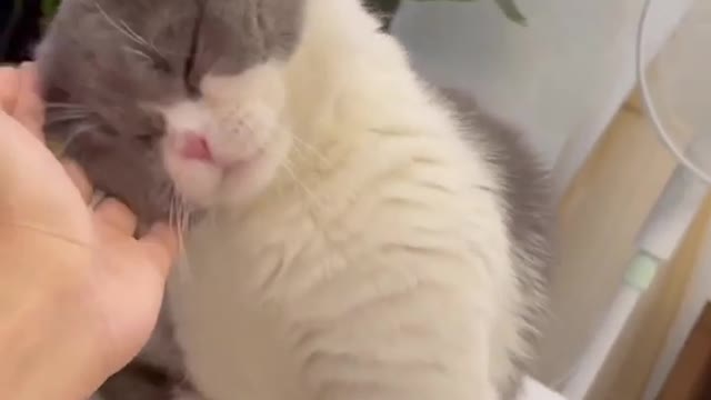 Cute cat video , cat video, funny cat, cute cat , cat reaction, cat moment , cute