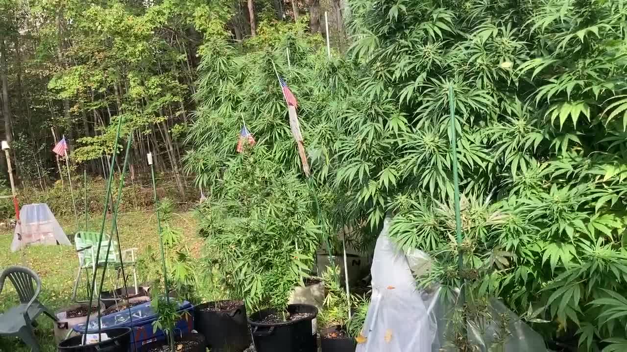 DHP Greenhouse Marijana ©️ 10-17-21