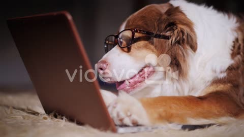 A dog looks at a laptop screen