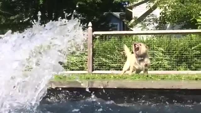 Small white dog outside pool gets splashed