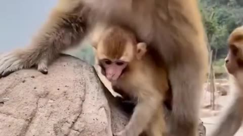 #monkey funny # shorts status video#