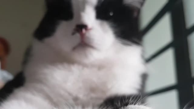It is a cat sleeping comfortably.