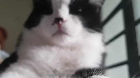 It is a cat sleeping comfortably.