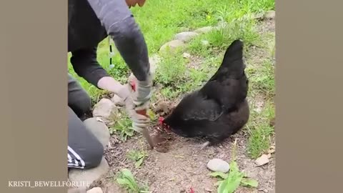 Funny Animals Videos | 33
