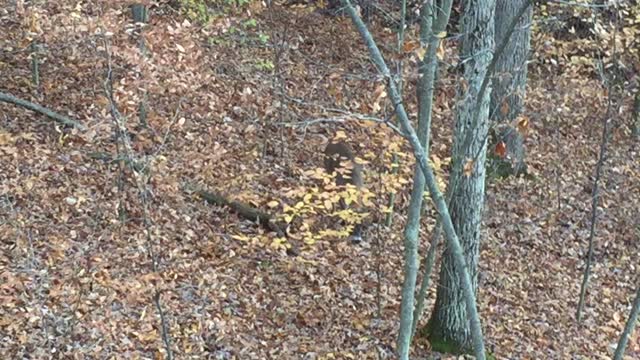 Deer Ohio Public Lands