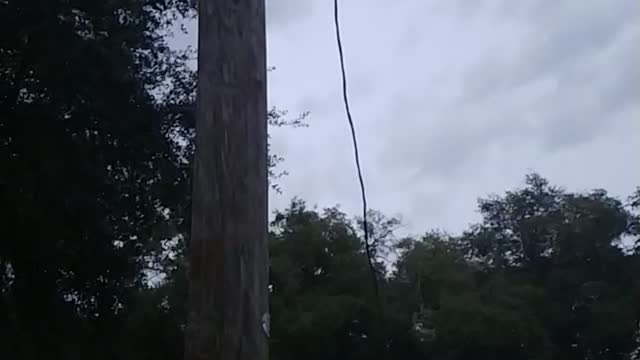 Bats flying out of bat house