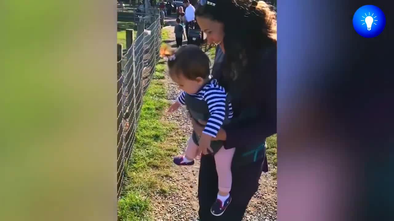 TRY NOT TO LAUGH - Funny Babies At The Zoo - Funny Animals Reaction - Baby Sharks 2021