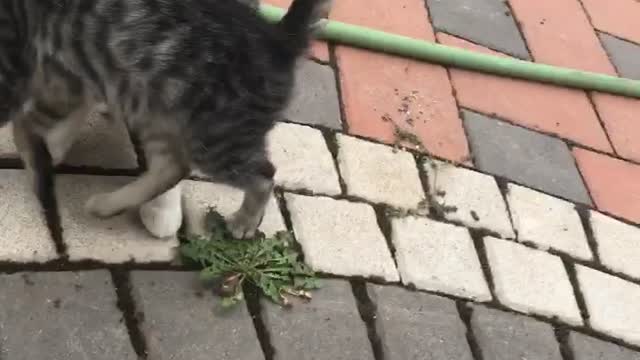 Two cats hugging each other