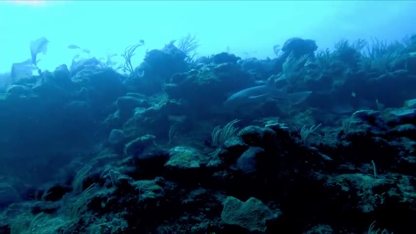 Scuba diver is amused when shark scares his brother