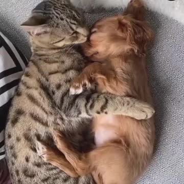 Do Animals Love Or Is It All Just Instinct?