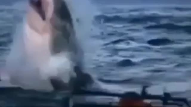 shark attack shots video