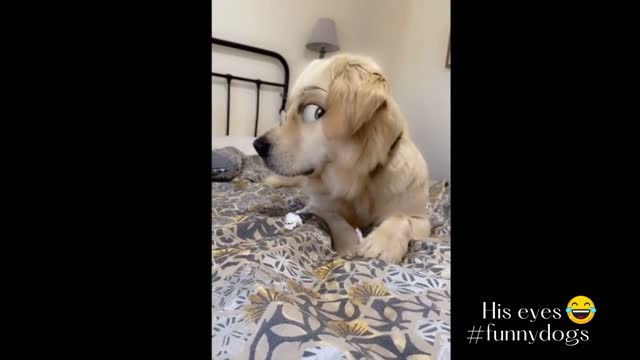 Funny dog clip.