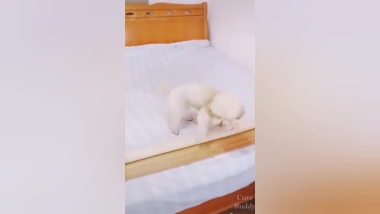 Funny DOG Videos 🐶 PART 3