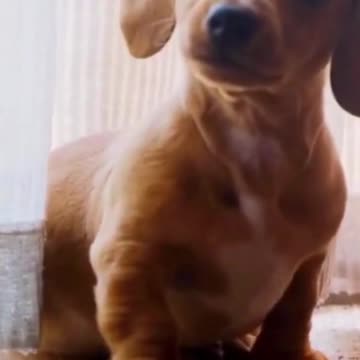 Wow!!! Super Emotional Acting of Dogs To attract his owner.