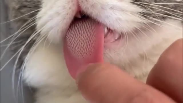 What does a cat's tongue look like?