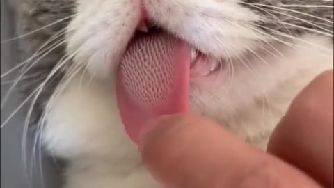 What does a cat's tongue look like?