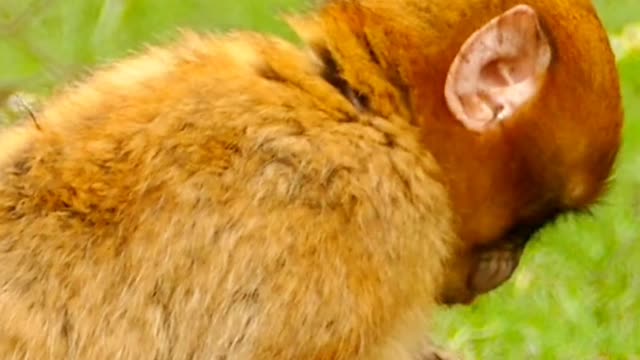 Very cute ☺️🥰 baby monkey eating 😍