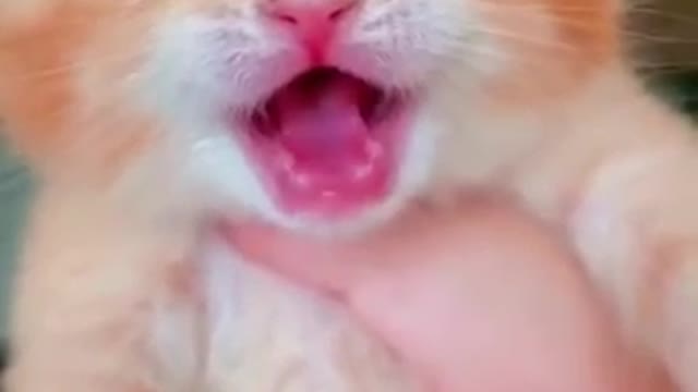 Baby Cat Crying