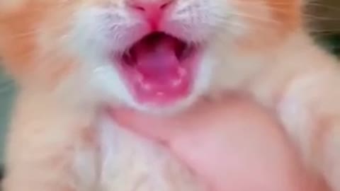 Baby Cat Crying