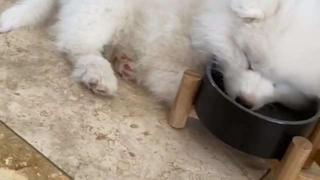 Adorable puppy literally falls asleep in water bowl