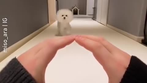 Cute dog