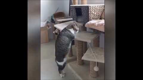 Funny cat's video