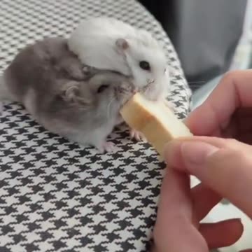 Food fight. Mouse style 🤣🤣🤣