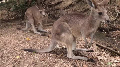 Kangaroo Video
