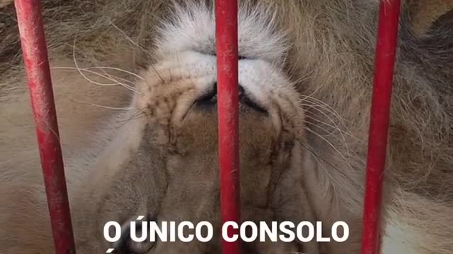 foi resgatado de um circo na Colômbia e, ainda filhote, chegou à casa de Ana Julia Torres.
