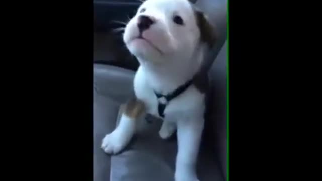 Puppy Gets angry at his own Hiccups!