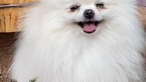 Cute and lovely dog