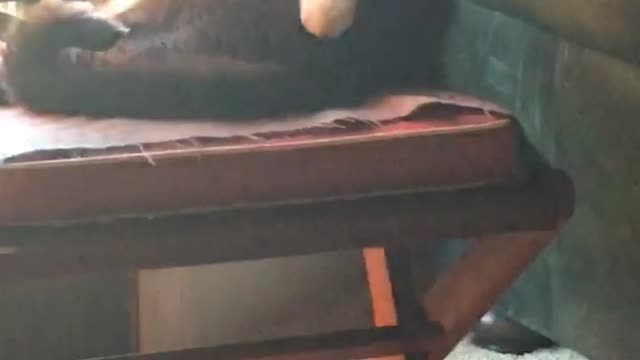Fat cat caught licking himself