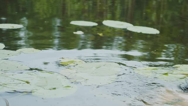 A Creepy Person Swimming in the Lake