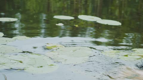 A Creepy Person Swimming in the Lake