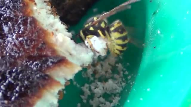 Wasp eats shish kebab