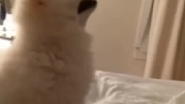 Funny dog bathing|funny dog bathing video