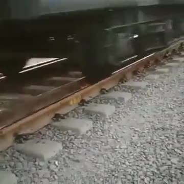 Lucky Dog! This Edge Of Your Seat Video Is Nuts